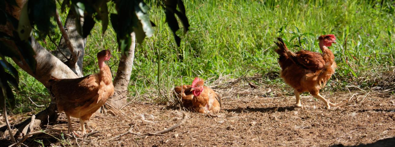 3 poules