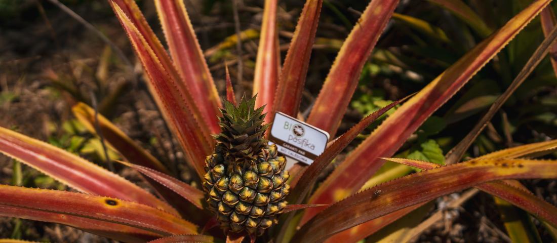 Bio Pasifika Ananas