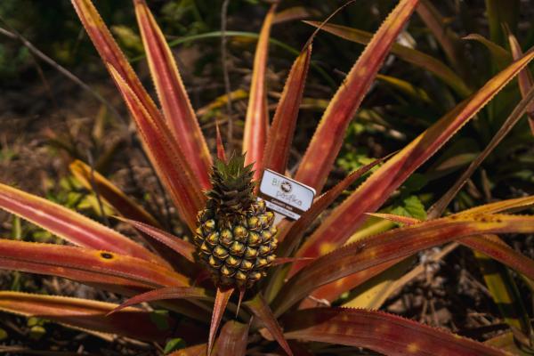 Bio Pasifika Ananas