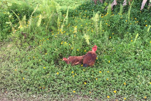 les poulets