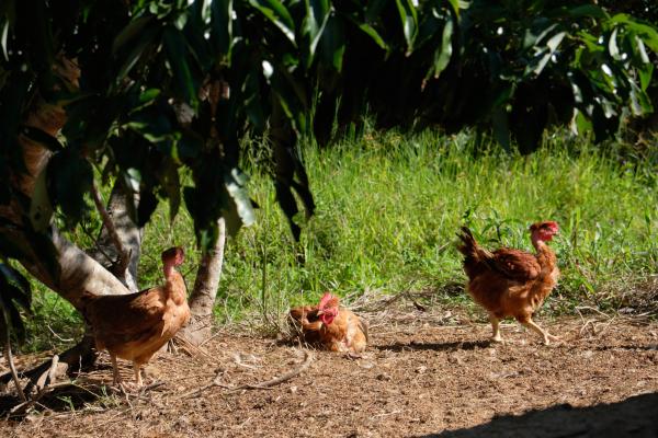 3 poules