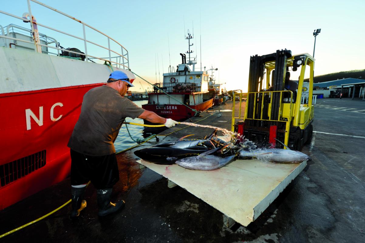 Pêcheur lavant des poissons