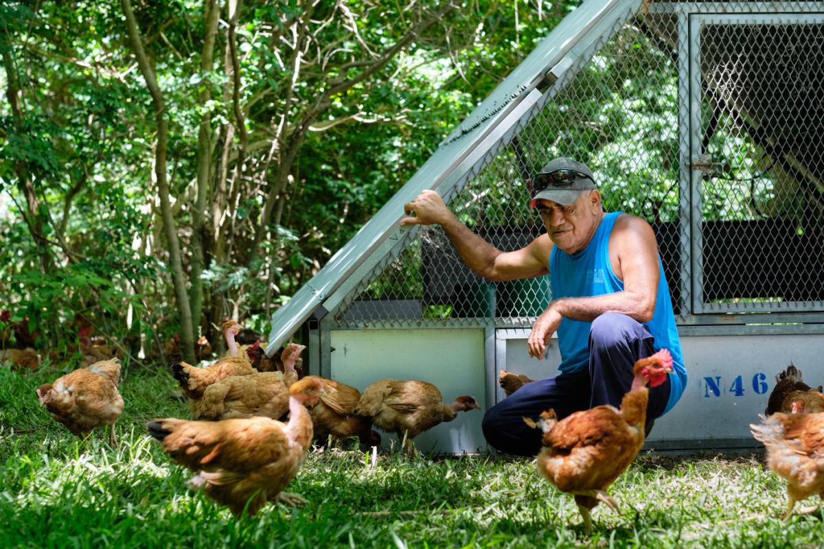 Eleveur de poule