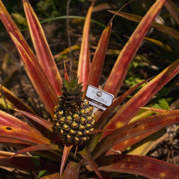 Bio Pasifika Ananas